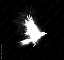 WhiteRaven