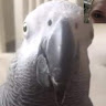 Chrexs