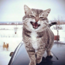 Pimmokat