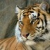 Tig_Pet