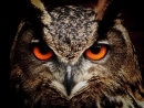 Wild_Owl