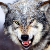 Verwolf-level7