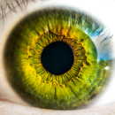Bigeye
