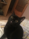 ibmdark
