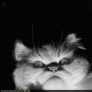 Oleg700