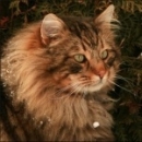 KiSSa