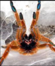 murinus