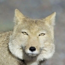 Spuhus_