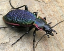 Carabus25