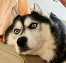 War_Dog